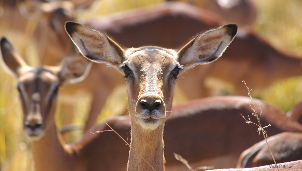 Photo by Lion World Traveler Vicki Pittman